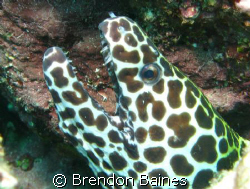 Leopard Moray taken in Mussamdam, Oman. Shot using Canon ... by Brendon Baines 